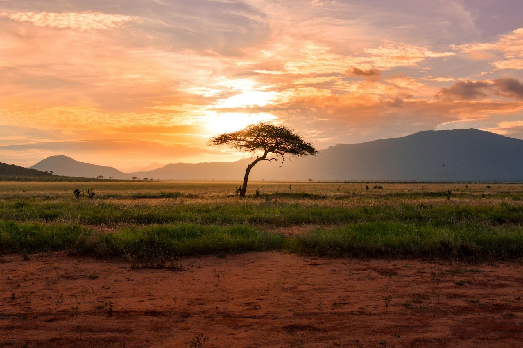 Acacia tree on a savanna plain at dusk